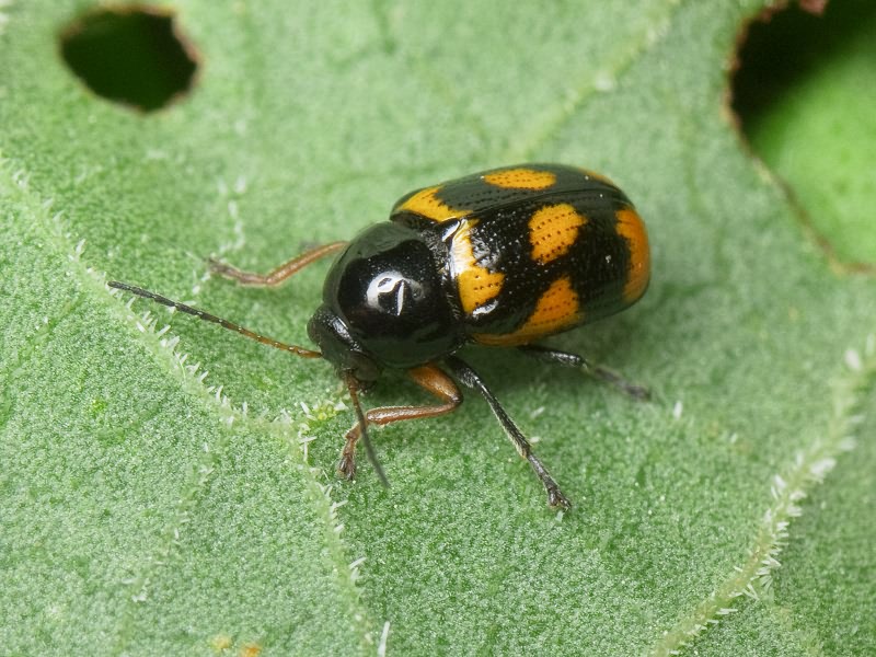 Cryptocephalus (Cryptocephalus) octacosmus Bedel, 1891
